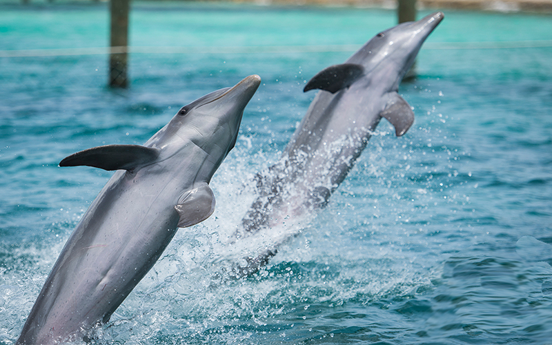 swimming with dolphins bahamas