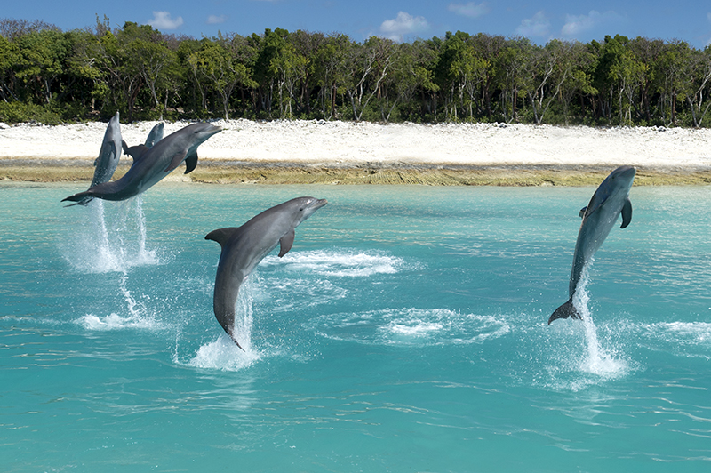swimming with dolphins bahamas