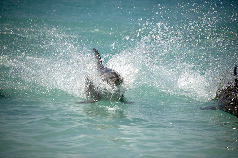 swimming with dolphins bahamas