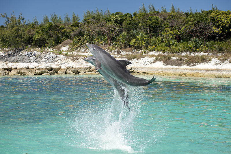 swimming with dolphins bahamas