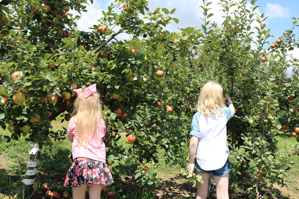 sky top apple orchard picking schedule