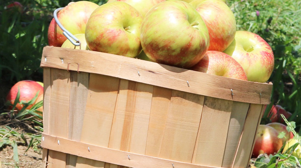 sky top orchard apples