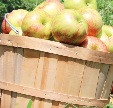 sky top orchard apples